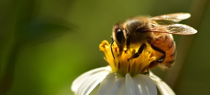 Komunikat o konieczności przestrzegania zasad stosowania środków ochrony roślin w sposób bezpieczny dla pszczół