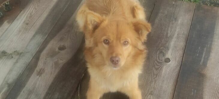 Piękny złoty pies o łagodnych oczach siedzi na drewnianej podłodze, patrząc w górę prosto w kamerę.