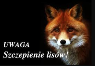 grafika szczepienie lisów