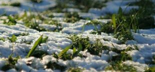 śnieg na trawie
