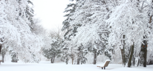 Park pokryty śniegiem z drzewami o obciążonych gałęziach oraz pojedynczą ławką.