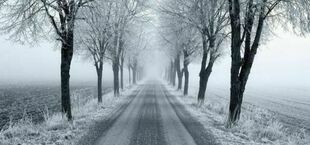 Aleja drzew pokrytych szronem wzdłuż zimowej, mglistej drogi.