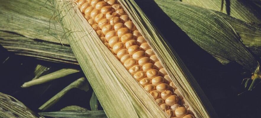 Pomoc dla rolników będących w 2023 r. producentami kukurydzy
