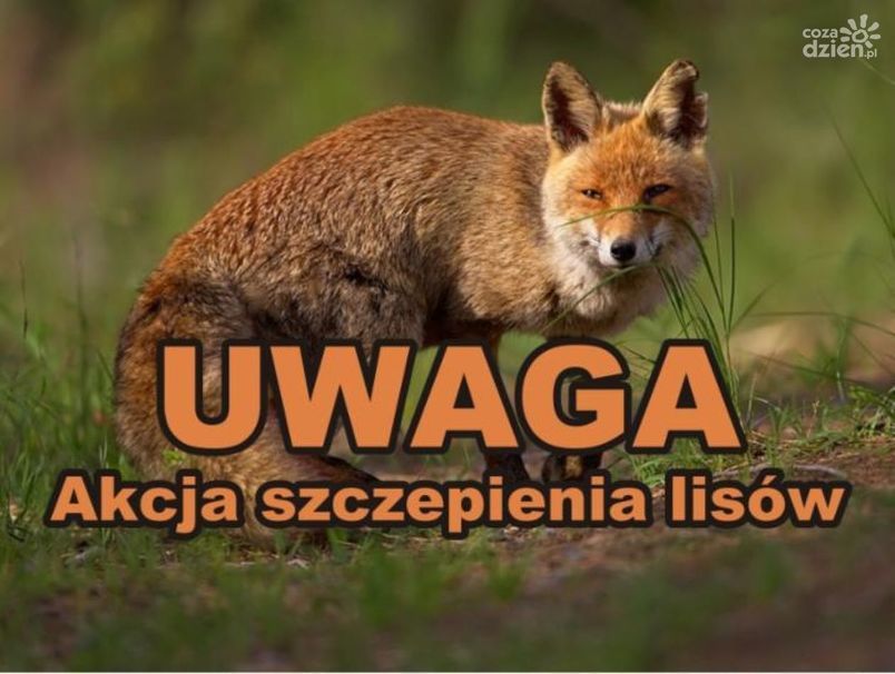 Ochronne szczepienie lisów