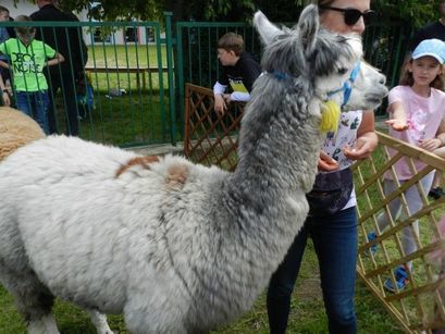 Lama