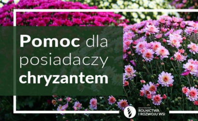Pomoc dla posiadaczy chryzantem w tle zdjęcie kwiatków