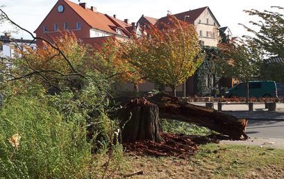 Przewrócone drzewo przy ul. Armii Krajowej w Żarowie