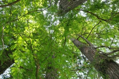 Posadź drzewa lub krzewy ze wsparciem ARiMR - 1 czerwca rusza nabór wniosków