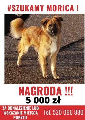 Plakat w sprawie zaginionego psa