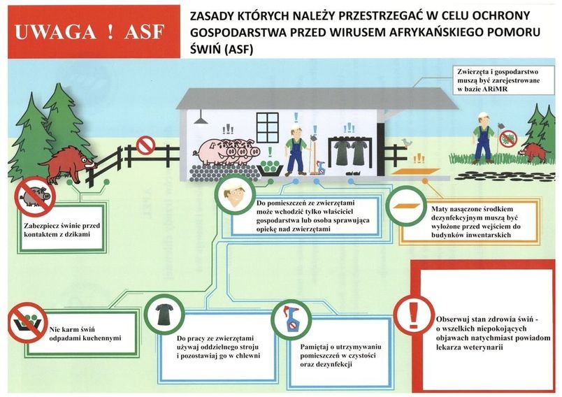 ASF, czyli afrykański pomór świń – nie jest groźny dla ludzi, ale jest bardzo szkodliwy dla gospodarki i niebezpieczny dla Waszych gospodarstw. Główną przyczyną rozprzestrzeniania się wirusa są zarażone dziki. Niestety przyczyną bywa też człowiek i dlatego przypominamy o podstawowych zasadach postępowania. Prosimy o bezwzględne przestrzeganie zasad bioasekuracji: nie kupujcie świń z niewiadomego źródła pochodzenia, utrzymujcie świnie w sposób wykluczający kontakt z dzikami, stosujcie tylko pasze zabezpieczone przed dostępem zwierząt wolno żyjących, wyłóżcie maty nasączone środkiem dezynfekcyjnym przed wjazdami i wyjazdami z gospodarstw oraz przed wejściami do pomieszczeń, w których utrzymywane są świnie. Przypominamy też, że za brak stosowania zasad bioasekuracji będą nakładane kary administracyjne.