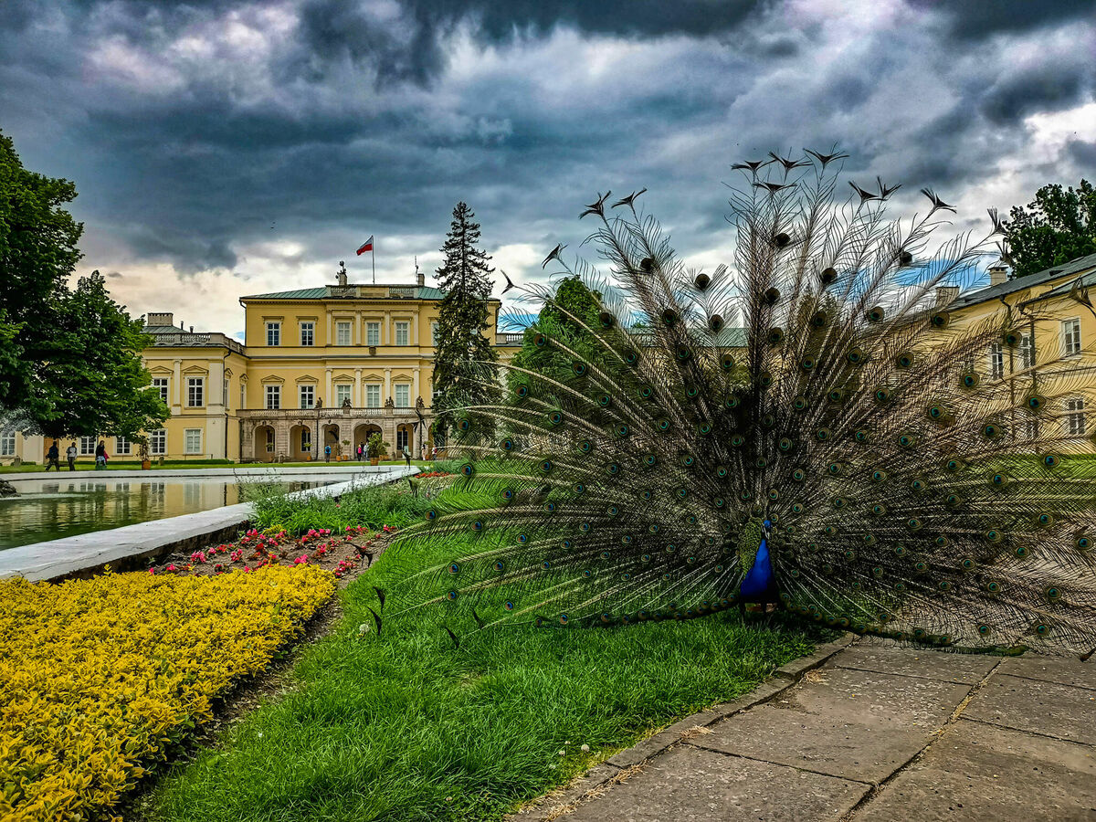Pałac w tle z polską flagą, na pierwszym planie paw z rozłożonym ogonem, otoczony zielenią i kwiatami, nad nim zachmurzone niebo.