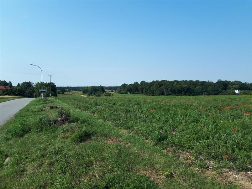 Działka zielona, trawa, niebo