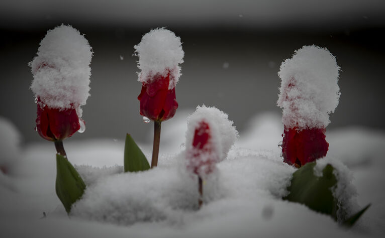 tulipany pokryte śniegiem